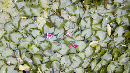 Water Lilies