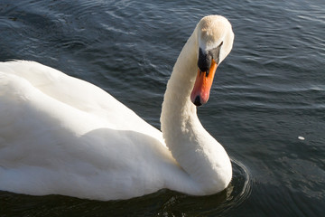 Naklejka premium swan in the river