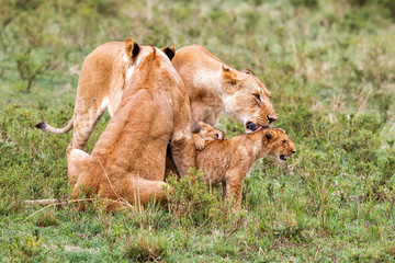 Lion family, with small cubs,  in the Masai Mara National Park in Kenya
