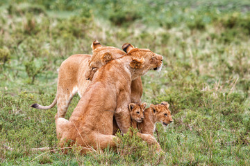 Lion family, with small cubs,  in the Masai Mara National Park in Kenya