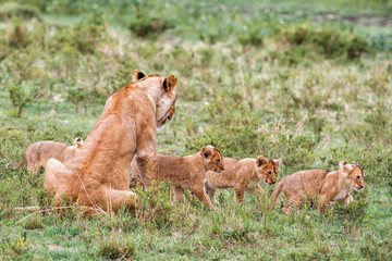 Fototapeta na wymiar Lion family, with small cubs, in the Masai Mara National Park in Kenya