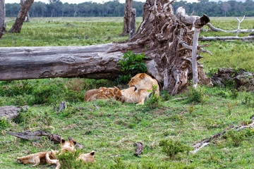 Lion family, with small cubs,  in the Masai Mara National Park in Kenya