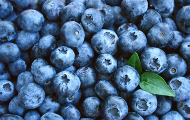 Blueberries with full frame for wallpaper or texture.
Blueberries are Low in Calories, But High in Nutrients.