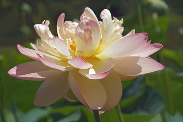 Sacred lotus (Nelumbo nucifera). Known also as Indian Lotus, Bean of India and Lotus.