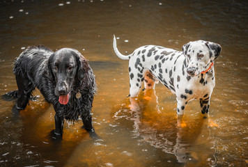 The Dalmatian