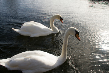 swan in the river