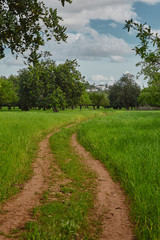 Fototapeta na wymiar Bäume im Sommer Hintergrund Landschaft wolken blauer Himmel grünes Gras