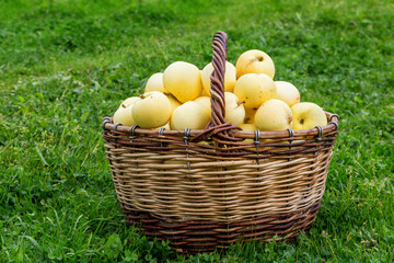 ripe apples in a wicker basket