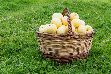 ripe apples in a wicker basket