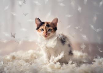 kitten plays in a cloud of feathers