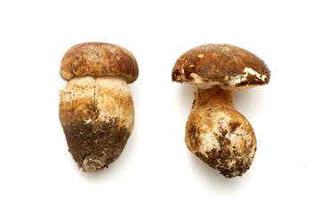 Boletus edulis