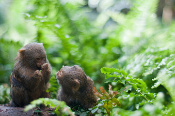 Pair of pygmy monkeys sitting in green grass.