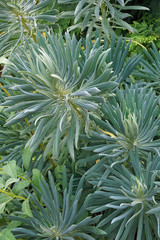 Mediterranean spurge (Euphorbia characias wulfenii). Called Albanian spurge also.