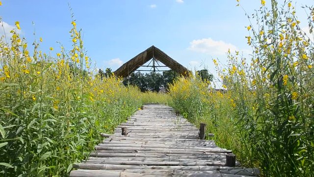 sunn hemp field (crotalaria juncea or indian hemp) with wooden bridge
