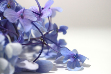 Naklejka na ściany i meble Violet flowers