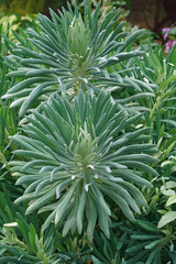 Mediterranean spurge (Euphorbia characias wulfenii). Called Albanian spurge also.