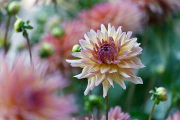 A beautiful pink pastel colored dahlia flower in a natural garden environment - soft look and feel