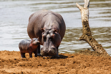 Hippo mother with her baby in the Masai Mara National Park in Kenya