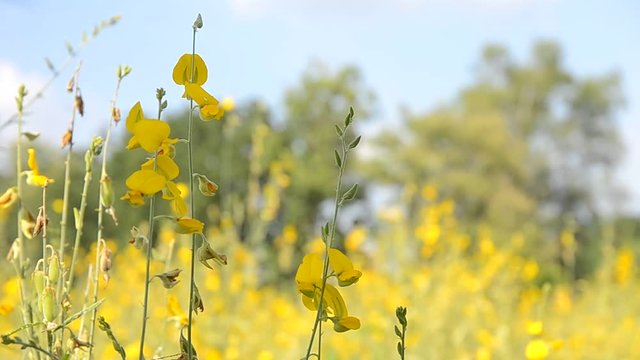 sunn hemp field (crotalaria juncea or indian hemp)
