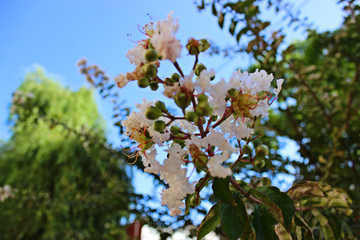 white flowers in spring
