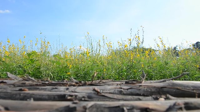 sunn hemp field (crotalaria juncea or indian hemp) with wooden bridge