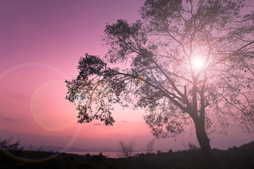 Fototapeta na wymiar Beautiful morning light with big trees with flare