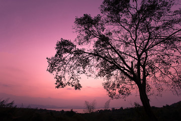 Fototapeta na wymiar Silhouette of Beautiful morning light with big trees.