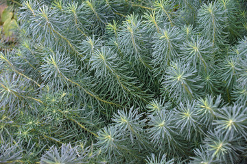 Fens Ruby cypress spurge (Euphorbia cyparissias Fens Ruby).