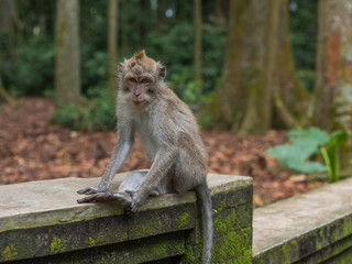 Naklejka na ściany i meble Sacred Monkey Forest Sanctuary in Ubud, Bali, Indonesia