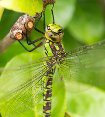 Libelle auf einem Blatt 