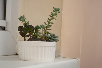 Small succulent plants in white ceramic pot on balcony window