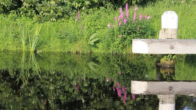 water reflections at shore in summer
