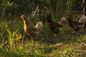 hens strolling through the village court