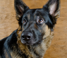 Portrait of a cute German shepherd looking up (against a wooden background), selective focus on the dog eyes