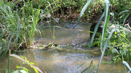 愛知 大府 二ツ池公園 雨上がり 森の中のせせらぎ