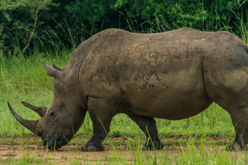 Rhino in the wild