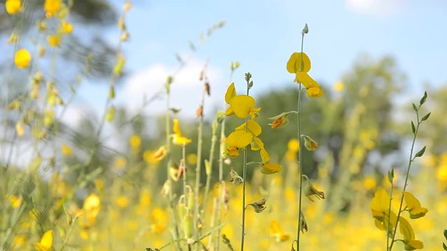 sunn hemp field (crotalaria juncea or indian hemp)