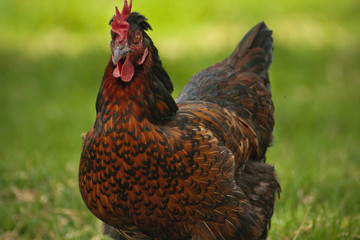 gallina campesina