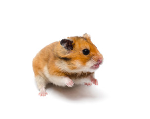 Funny angry hamster with an open mouth (on a white background), selective focus on the hamster eyes
