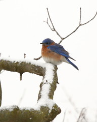 A male Eastern Bluebird perches on a branch during a snowstorm.