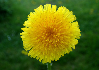 dandelion yellow flower