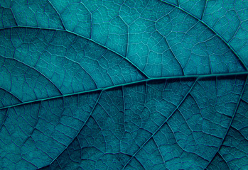 Texture of a green leaf macro with blue toning - obrazy, fototapety, plakaty