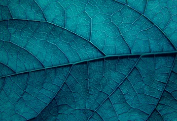 Fotobehang Macrofotografie Textuur van een groene bladmacro met blauwe toning