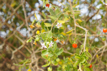 Lycium barbarum plant with orange berries