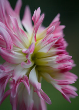 Closeup of a pink pastel colored dahlia flower