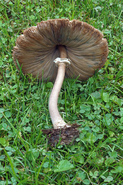 False parasol mushroom (Chlorophyllum molybdites). Called Green-spored lepiota and Vomiter also.