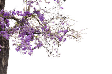 Obraz na płótnie Canvas Spring flower , Lagerstroemia floribunda, flower tree.