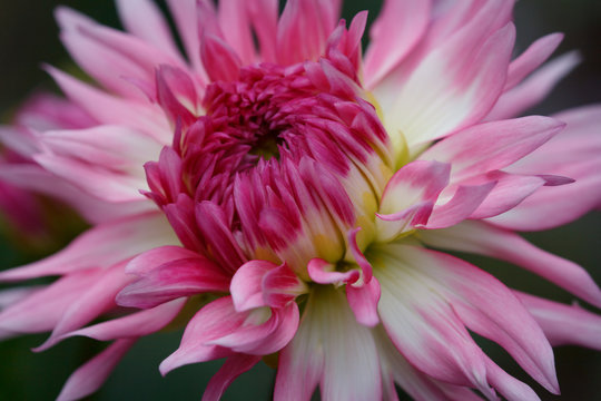 Closeup of a pink pastel colored dahlia flower