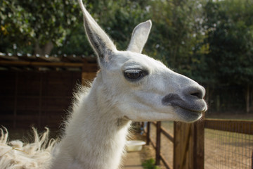 muzzle of a happy llama