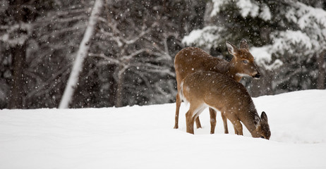 Deers in the snowy forest